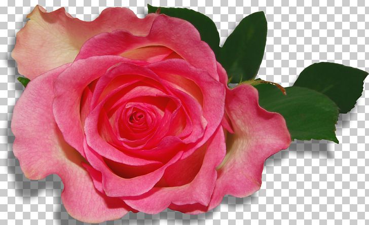 Rose PNG, Clipart, Animation, China Rose, Clip Art, Clipart, Color Free PNG Download