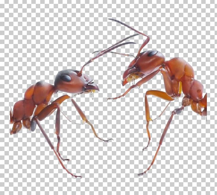 The Ants Insect Ant Colony Black Garden Ant PNG, Clipart, Animals, Ant, Ant Colony, Ants, Arthropod Free PNG Download