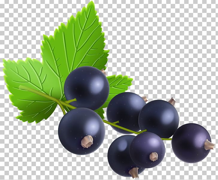 Blackcurrant Redcurrant Zante Currant Gooseberry PNG, Clipart, Berry, Bilberry, Blackcurrant, Blueberries, Blueberry Free PNG Download