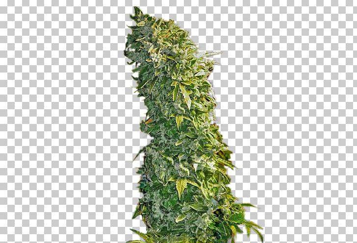 Cannabis Sativa Hemp Feminized Cannabis Seed Kush PNG, Clipart, Auto, Cannabidiol, Cannabis, Cannabis Sativa, Cultivar Free PNG Download