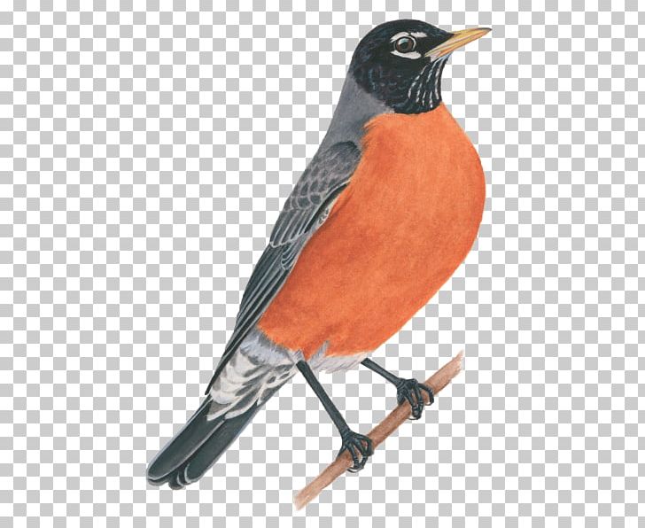 European Robin Cornell Lab Of Ornithology All About Birds American Robin PNG, Clipart, All About Birds, Ame, American, Animals, Baltimore Oriole Free PNG Download