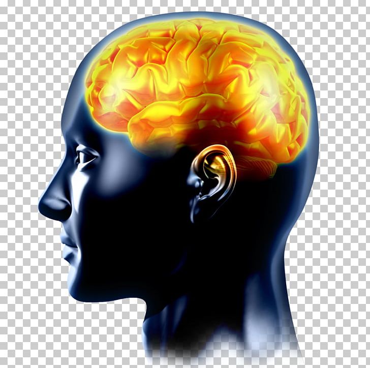 Human Brain Cognitive Training Neuroscience Nervous System PNG, Clipart, Brain, Brain Damage, Brain Injury, Brain Tumor, Cognitive Training Free PNG Download