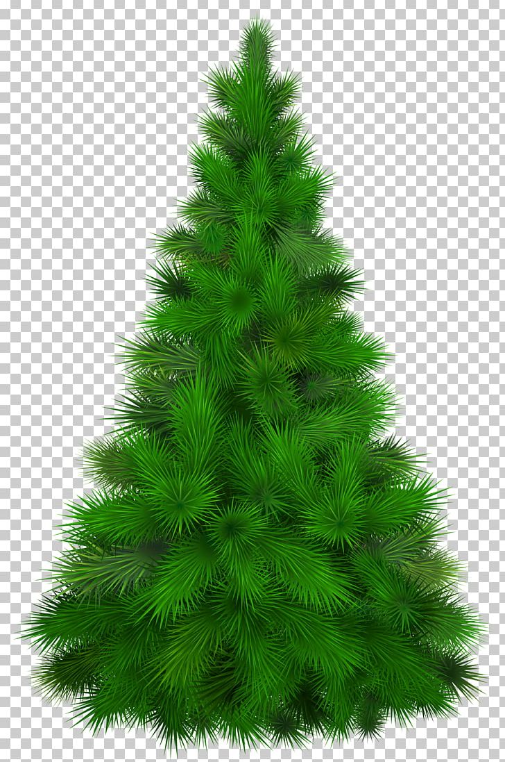 Mediterranean Cypress Pine Tree PNG, Clipart, Biome, Cdr, Christmas Decoration, Christmas Ornament, Christmas Tree Free PNG Download