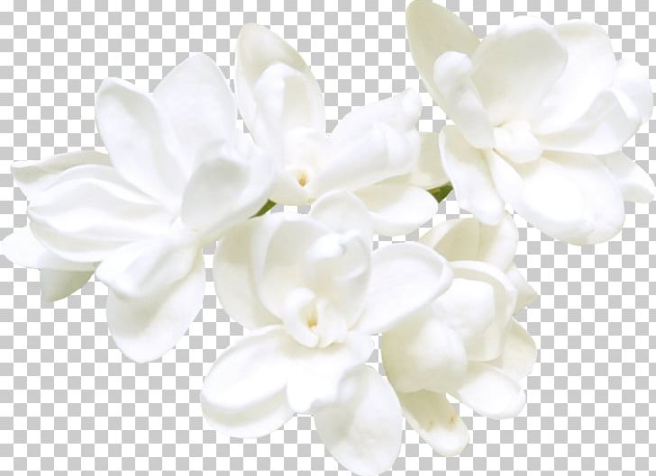 Portable Network Graphics Flower Cape Jasmine PNG, Clipart, Alpha Compositing, Blossom, Cape Jasmine, Computer Icons, Cut Flowers Free PNG Download
