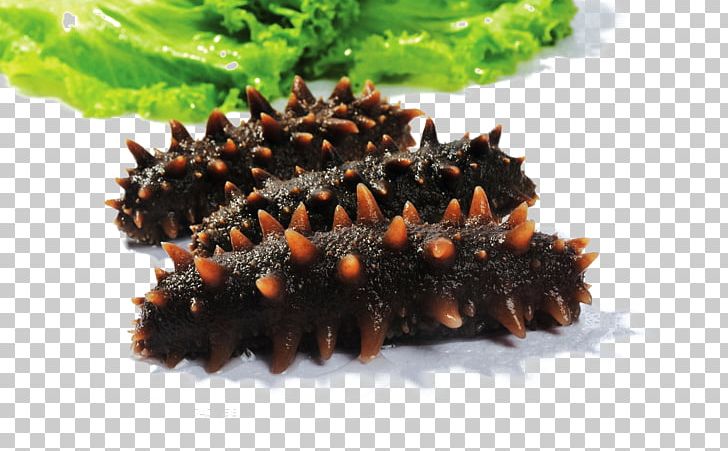 Sea Cucumber Seafood Bohai Sea Wildlife PNG, Clipart, Bohai Sea, Captivity, Caterpillar, Cucumber, Cucumber Slice Free PNG Download