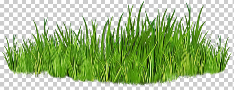 Vetiver Wheatgrass Sweet Grass Commodity Grasses PNG, Clipart, Chrysopogon, Commodity, Grasses, Sweet Grass, Vetiver Free PNG Download