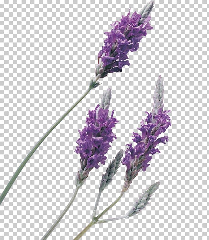 Lavender Oil Perfume PNG, Clipart, Art, Background, Background Material, Beauty, Beauty Salon Free PNG Download