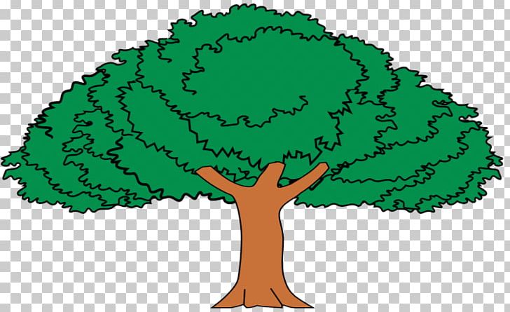 Tree Enterolobium Cyclocarpum Tropical And Subtropical Dry Broadleaf Forests Drawing PNG, Clipart, Alfabeto Bilingue, Animation, Child, Description, Drawing Free PNG Download