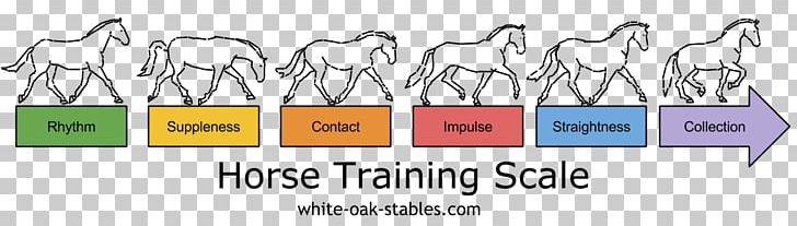 Horse Training Equestrian Dressage Show Jumping PNG, Clipart, Angle, Area, Arm, Back Ground Summer, Bit Free PNG Download