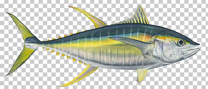 Mackerel Bigeye Tuna Yellowfin Tuna Albacore Fishing PNG, Clipart, Animals, Atlantic Bluefin Tuna, Bonito, Bony Fish, Deep Sea Fishing Free PNG Download