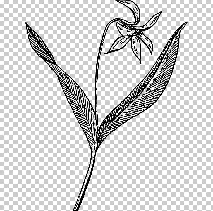 Flower PNG, Clipart, Art, Black And White, Branch, Commodity, Desktop Wallpaper Free PNG Download