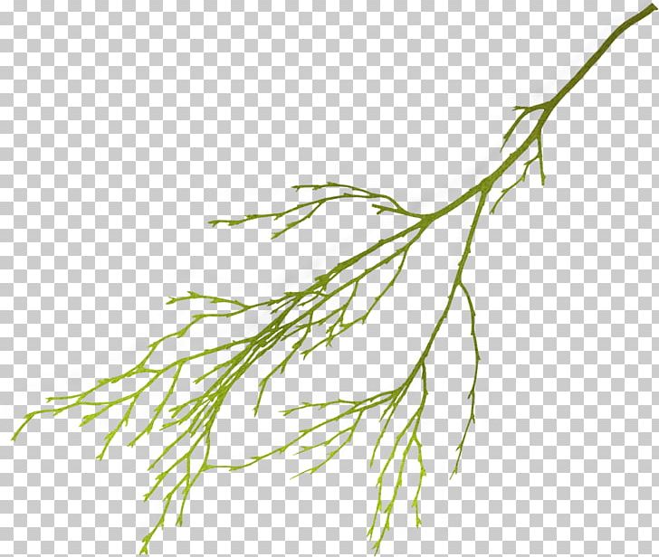 Leaf Flower PNG, Clipart, Branch, Clip Art, Commodity, Eucalyptus, Flower Free PNG Download