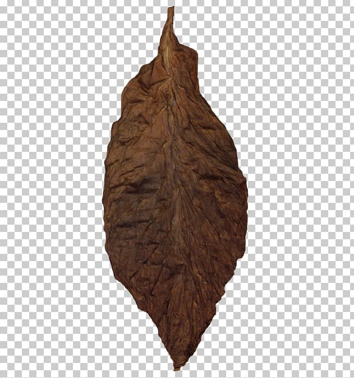Wood Leaf /m/083vt PNG, Clipart, Cigar, Contact, Leaf, M083vt, Nature Free PNG Download