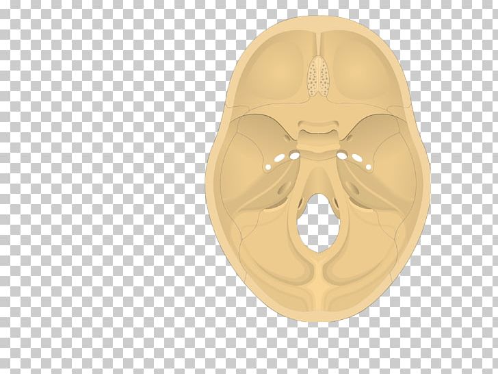 Base Of Skull Temporal Bone Occipital Bone PNG, Clipart, Anatomy, Base Of Skull, Bone, Cerebral Cortex, Facial Skeleton Free PNG Download