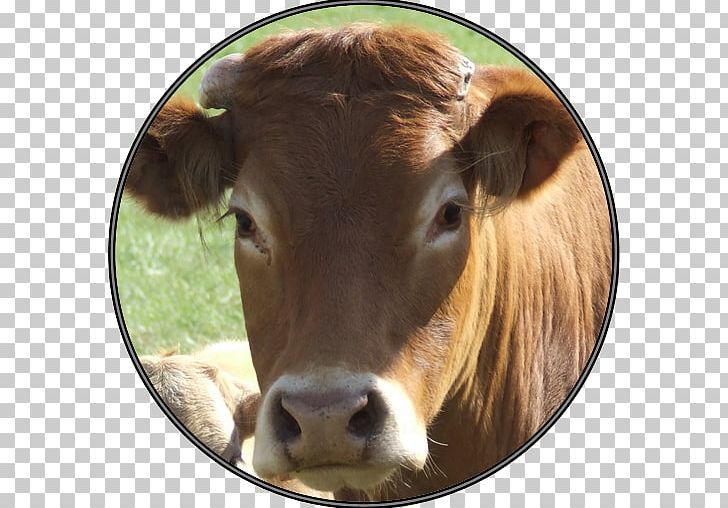 Dairy Cattle Calf Beef Cattle Brown Swiss Cattle Holstein Friesian Cattle PNG, Clipart, Agriculture, Baka, Beef Cattle, Brahman Cattle, Brown Swiss Cattle Free PNG Download