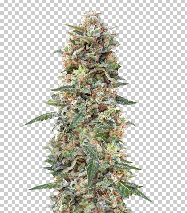 Kush Feminized Cannabis Seed Cultivar PNG, Clipart, California, Cannabis, Cultivar, Fem, Feminized Cannabis Free PNG Download