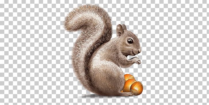 Squirrel PNG, Clipart, Squirrel Free PNG Download