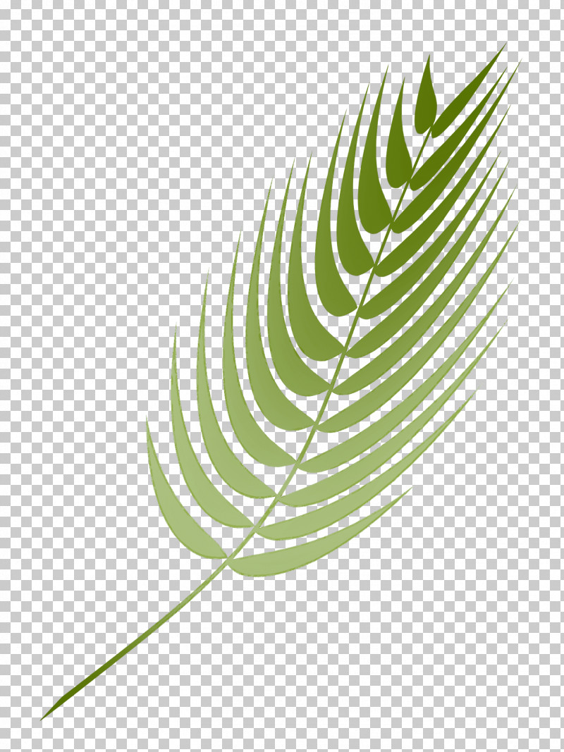 Feather PNG, Clipart, Feather, Leaf, Plant, Vascular Plant Free PNG Download