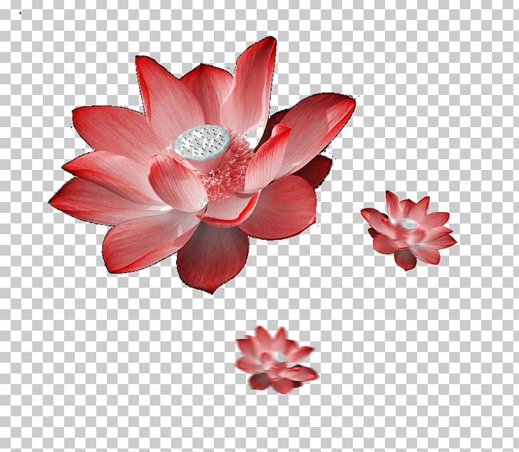 Nelumbo Nucifera PNG, Clipart, Creatives, Download, Encapsulated Postscript, Euclidean Vector, Floating Free PNG Download