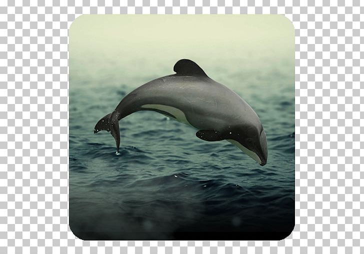 Striped Dolphin Common Bottlenose Dolphin Short-beaked Common Dolphin Wholphin Rough-toothed Dolphin PNG, Clipart,  Free PNG Download