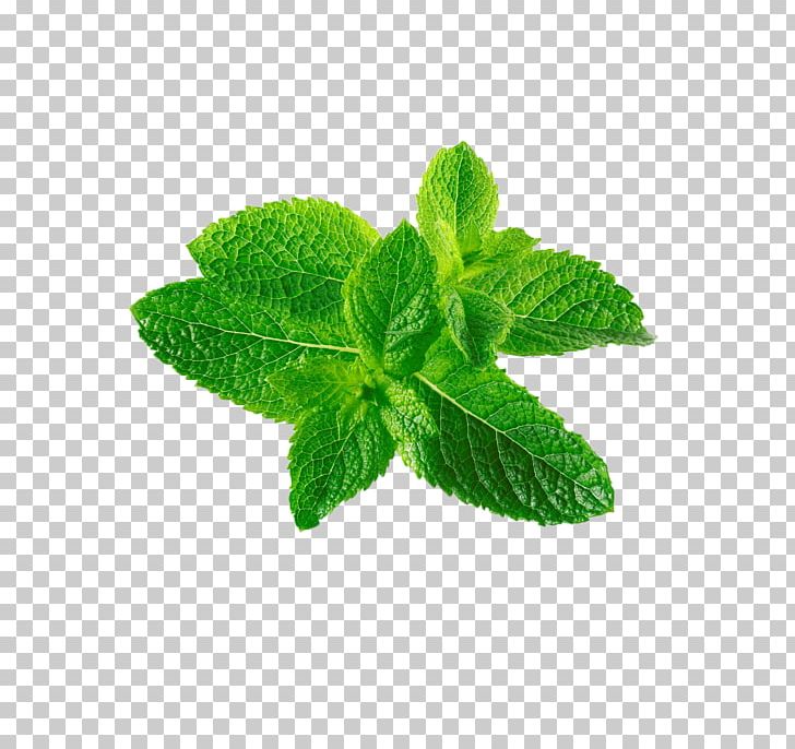 Mentha Spicata Leaf Mentha Canadensis PNG, Clipart, Autumn Leaf, Encapsulated Postscript, Euclidean Vector, Flavor, Green Leaf Free PNG Download