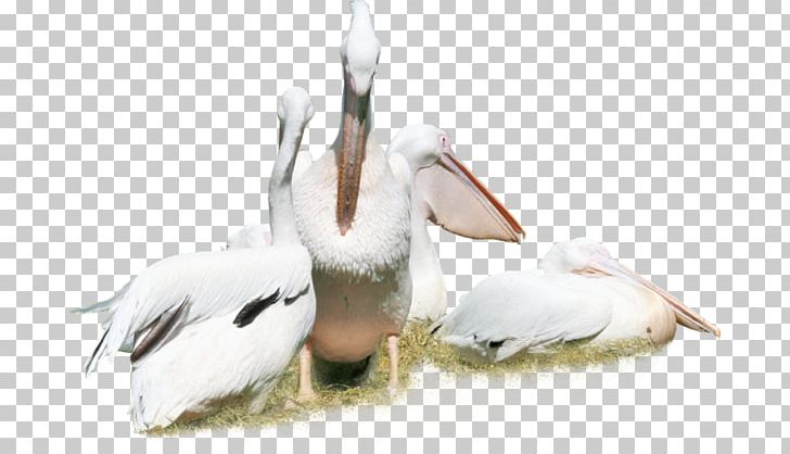 Pelican Cygnini Bird Crane White Stork PNG, Clipart, Animals, Beak, Bird, Ciconiiformes, Crane Free PNG Download