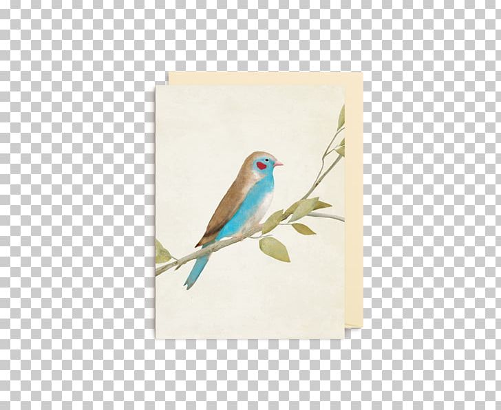 Red-cheeked Cordon-bleu Finches Bird Blue Waxbill Beak PNG, Clipart, Animals, Beak, Bird, Common Pet Parakeet, Cordon Bleu Free PNG Download