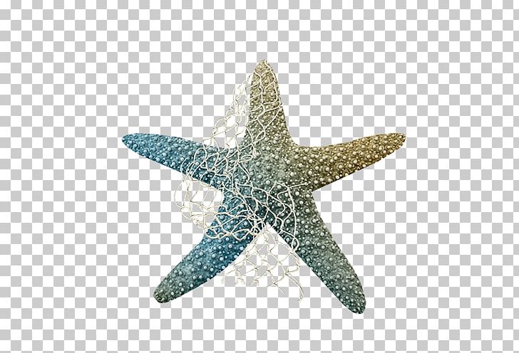 Starfish PNG, Clipart, Animals, Color, Colorful, Colorful Background, Coloring Free PNG Download