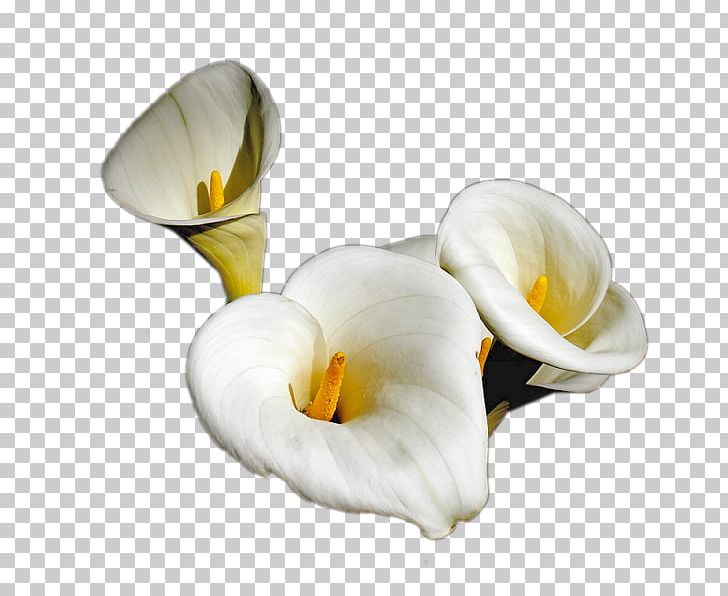 TinyPic Flower Arum-lily PNG, Clipart, Alismatales, Arum, Arum Lily, Arumlily, Blog Free PNG Download