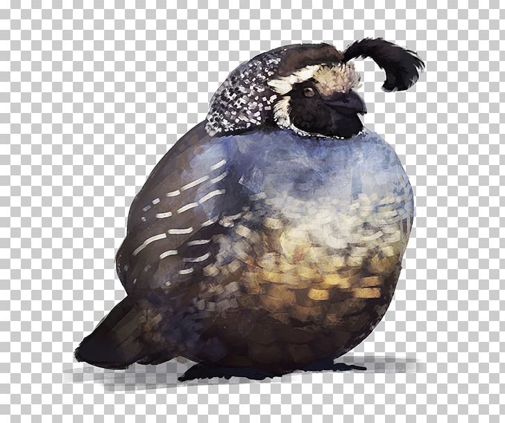 Bird Common Quail Sketch PNG, Clipart, Animals, Art, Artist, Beak, Bird Free PNG Download