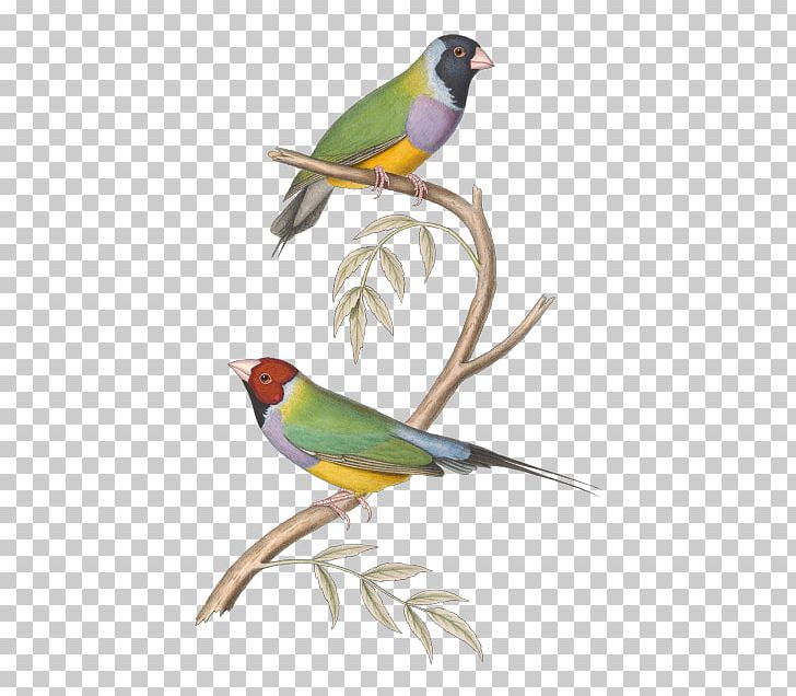 Finches Bird Paper Drawing PNG, Clipart, Animals, Art, Beak, Bird, Birds Free PNG Download