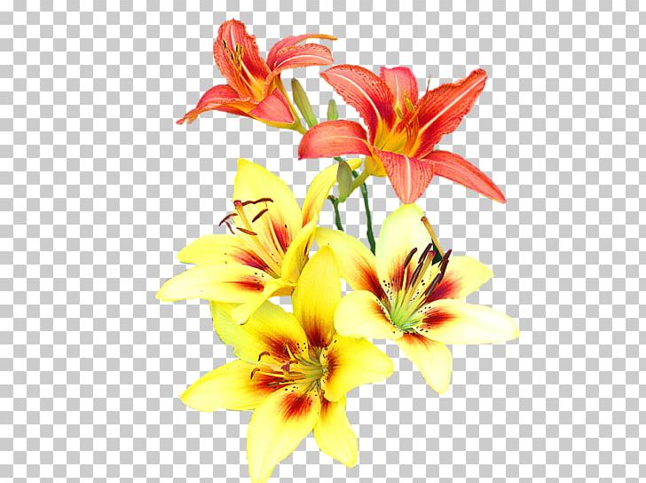 Floral Design Cut Flowers Plant Stem PNG, Clipart, Cut Flowers, Daylily, Floral Design, Floristry, Flower Free PNG Download
