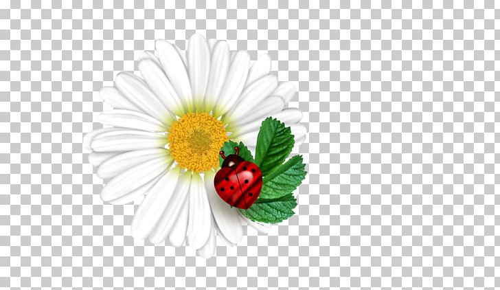 Flower Ladybird PNG, Clipart, Computer Wallpaper, Daisy, Daisy Family, Flora, Floral Design Free PNG Download