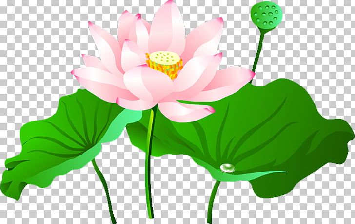 Nelumbo Nucifera Lotus Pond Computer Icons PNG, Clipart, Annual Plant, Aquatic Plant, Blog, Bracelet, Cut Flowers Free PNG Download