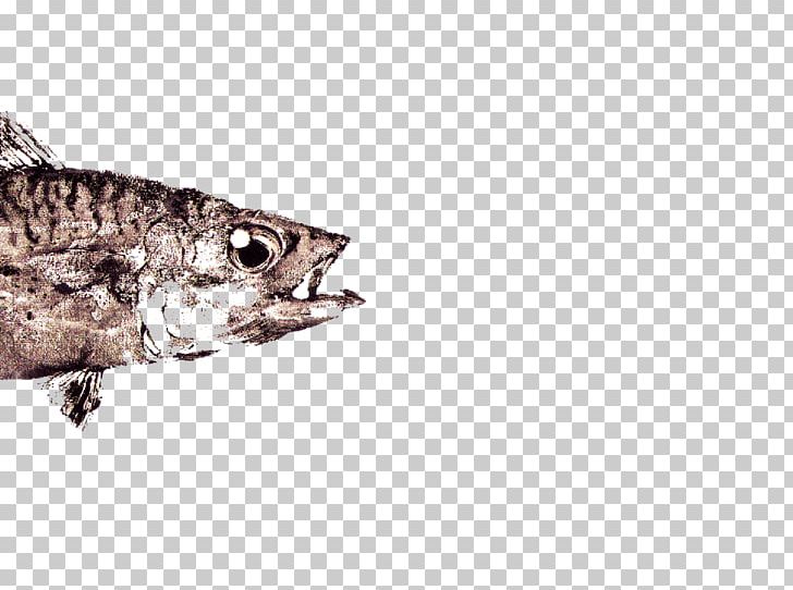 Reptile Fauna Tail Fish PNG, Clipart, Fauna, Fish, Organism, Others, Reptile Free PNG Download