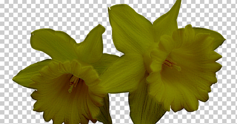 Flower Plant Yellow Petal Wood Sorrel Family PNG, Clipart, Cattleya, Flower, Petal, Plant, Wood Sorrel Family Free PNG Download