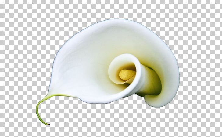 Arum-lily Flower White Lilium PNG, Clipart, Arumlily, Background White, Black White, Bloom, Calla Free PNG Download