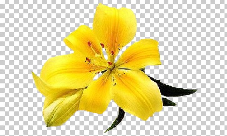 Lilium Stock Photography Flower PNG, Clipart, Arumlily, Audiopoisk, Blume, Calla Lily, Cut Flowers Free PNG Download