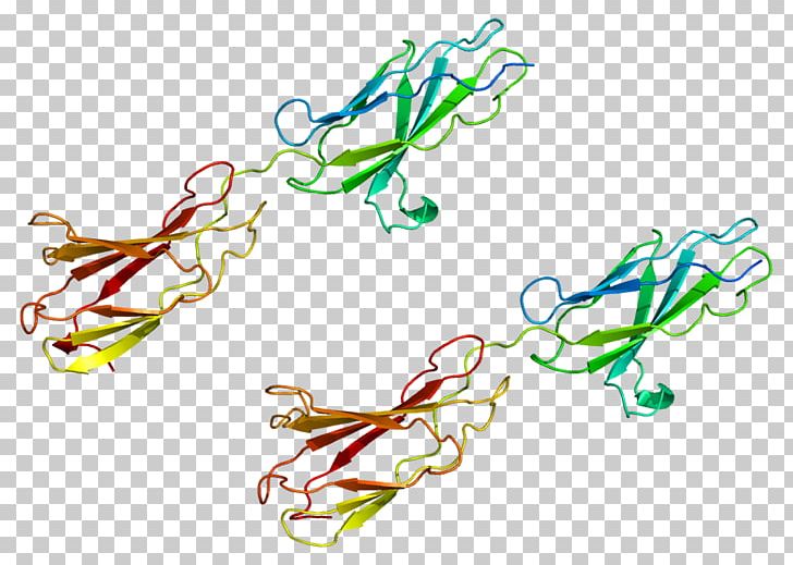 Integrin Beta 4 Protein Cell Cluster Of Differentiation PNG, Clipart, Art, Cell, Cellular Differentiation, Cluster Of Differentiation, Dna Free PNG Download