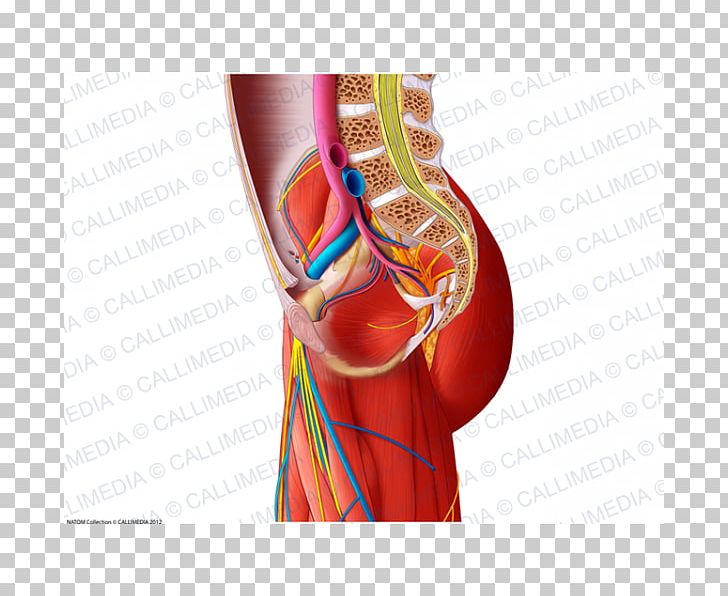 Shoulder Blood Vessel Muscle Nervous System Nerve PNG, Clipart, Abdomen, Anatomy, Arm, Blood Vessel, Circulatory System Free PNG Download