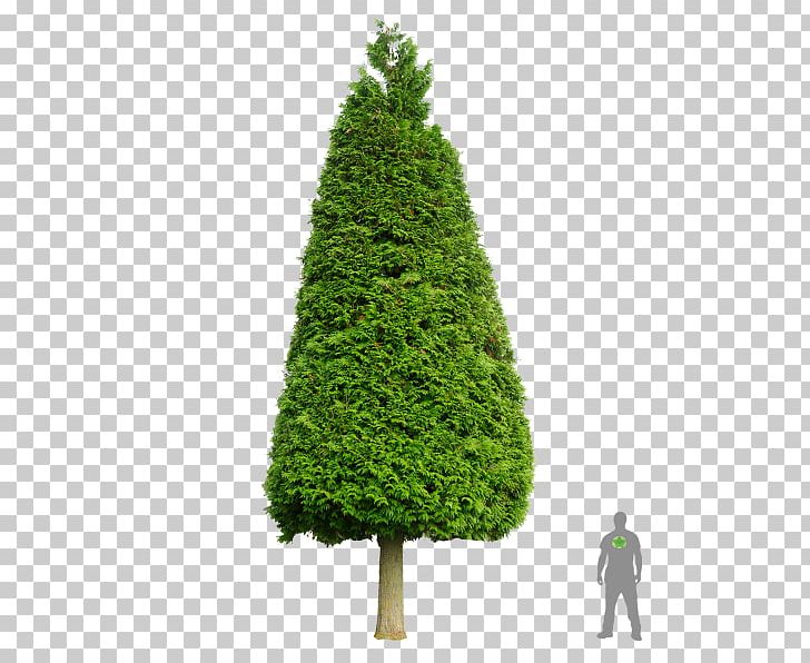 Spruce Pine Fir Western Redcedar Cupressus PNG, Clipart, Arborvitae, Biome, Cedar, Christmas Decoration, Christmas Tree Free PNG Download