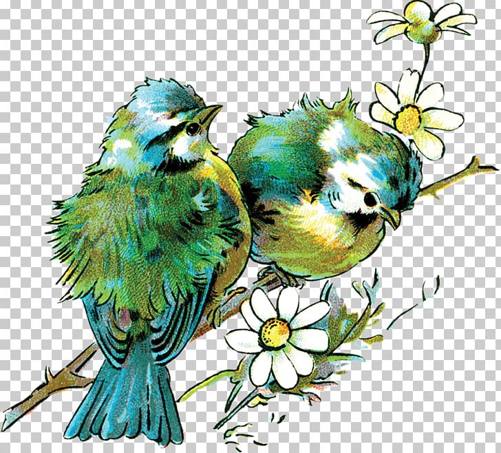 Bird Parrot Drawing PNG, Clipart, Animals, Art, Beak, Branch, Common Pet Parakeet Free PNG Download