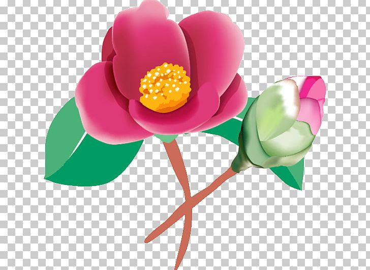 Flower Season Illustration February Japanese Camellia PNG, Clipart, 2018, Cut Flowers, February, Flower, Flowering Plant Free PNG Download