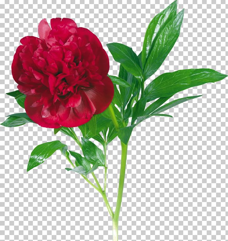 Peony PNG, Clipart, Annual Plant, Carnation, Cut Flowers, Digital Image, Download Free PNG Download