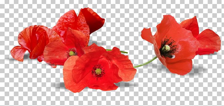South Australia Armistice Day Anzac Day Remembrance Poppy PNG, Clipart, 11 November, Australia, Cut Flowers, Desktop Wallpaper, Flower Free PNG Download
