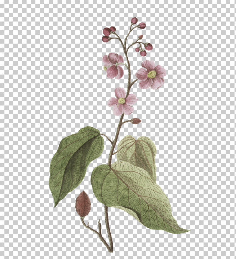 Plant Stem Flower Leaf Twig Lilac PNG, Clipart, Biology, Flower, Herb, Leaf, Lilac Free PNG Download