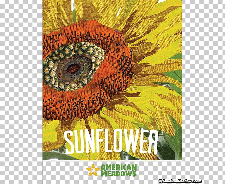 Common Sunflower Sunflower Seed Sowing PNG, Clipart, Common Sunflower, Flora, Flower, Nature, Organism Free PNG Download