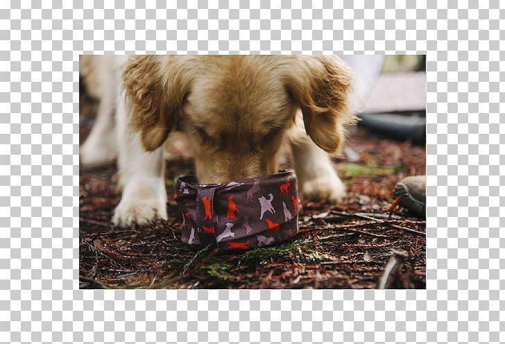 Golden Retriever Dog Breed Puppy Labrador Retriever Companion Dog PNG, Clipart, Animals, Breed, Carnivoran, Companion Dog, Crossbreed Free PNG Download