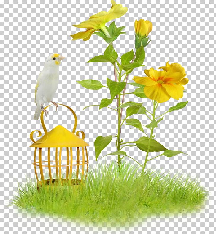 Photography Easter PhotoFiltre PNG, Clipart, Animals, Animation, Animation Shop, Beak, Bird Free PNG Download