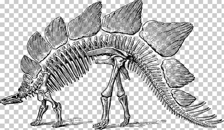 Stegosaurus Tyrannosaurus Brontosaurus Iguanodon Dinosaur Museum PNG, Clipart,  Free PNG Download